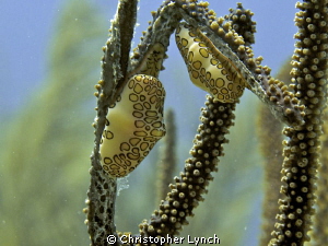 Full frame... natural light... 2 flamingo tongues by Christopher Lynch 